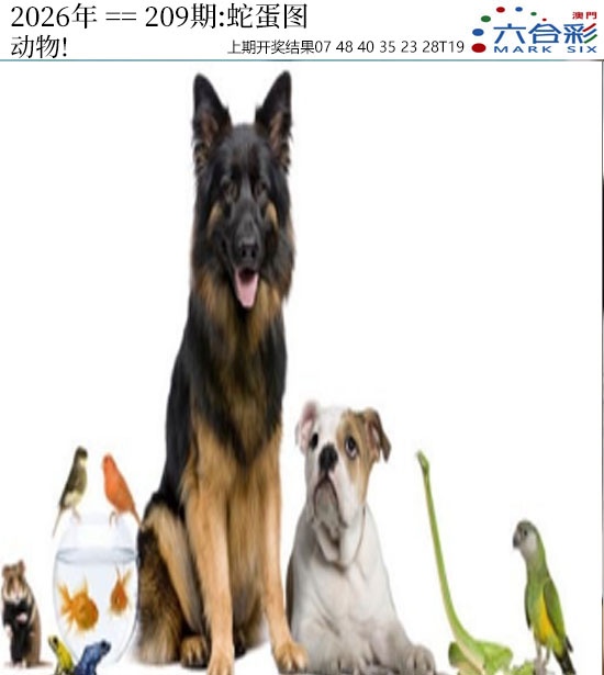 正版蛇蛋图