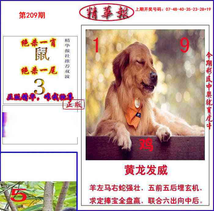 新精华报报